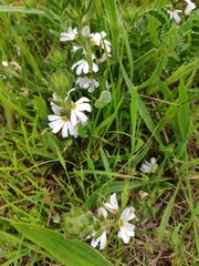 Scaevola albida