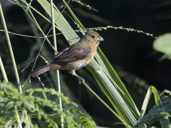 Sporophila nigricollis