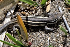 Liolaemus gracilis