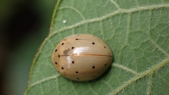 Harmonia sedecimnotata