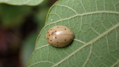 Harmonia sedecimnotata