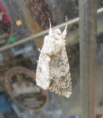 Acronicta rubricoma