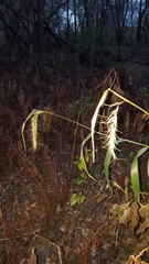 Elymus wiegandii