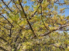 Bursera bipinnata