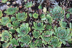 Sempervivum tectorum