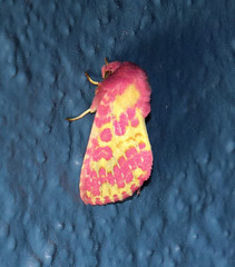 Psectrotarsia euposis