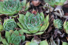 Sempervivum tectorum