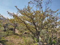 Bursera bipinnata
