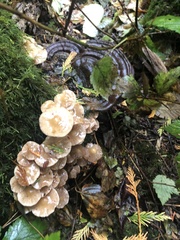 Armillaria novae-zelandiae