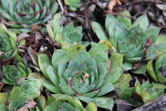 Sempervivum tectorum
