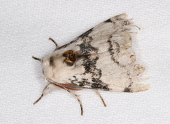 Iropoca rotundata