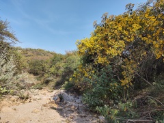 Dendroviguiera quinqueradiata