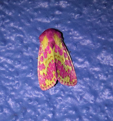 Psectrotarsia euposis