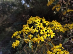 Dendroviguiera quinqueradiata