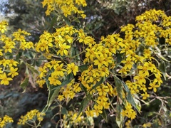 Dendroviguiera quinqueradiata