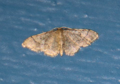 Idaea eremiata