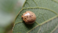 Harmonia sedecimnotata