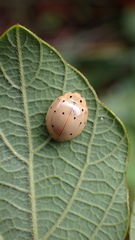 Harmonia sedecimnotata