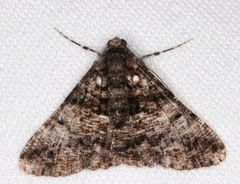 Gastrinodes argoplaca