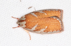 Euchaetis rhizobola