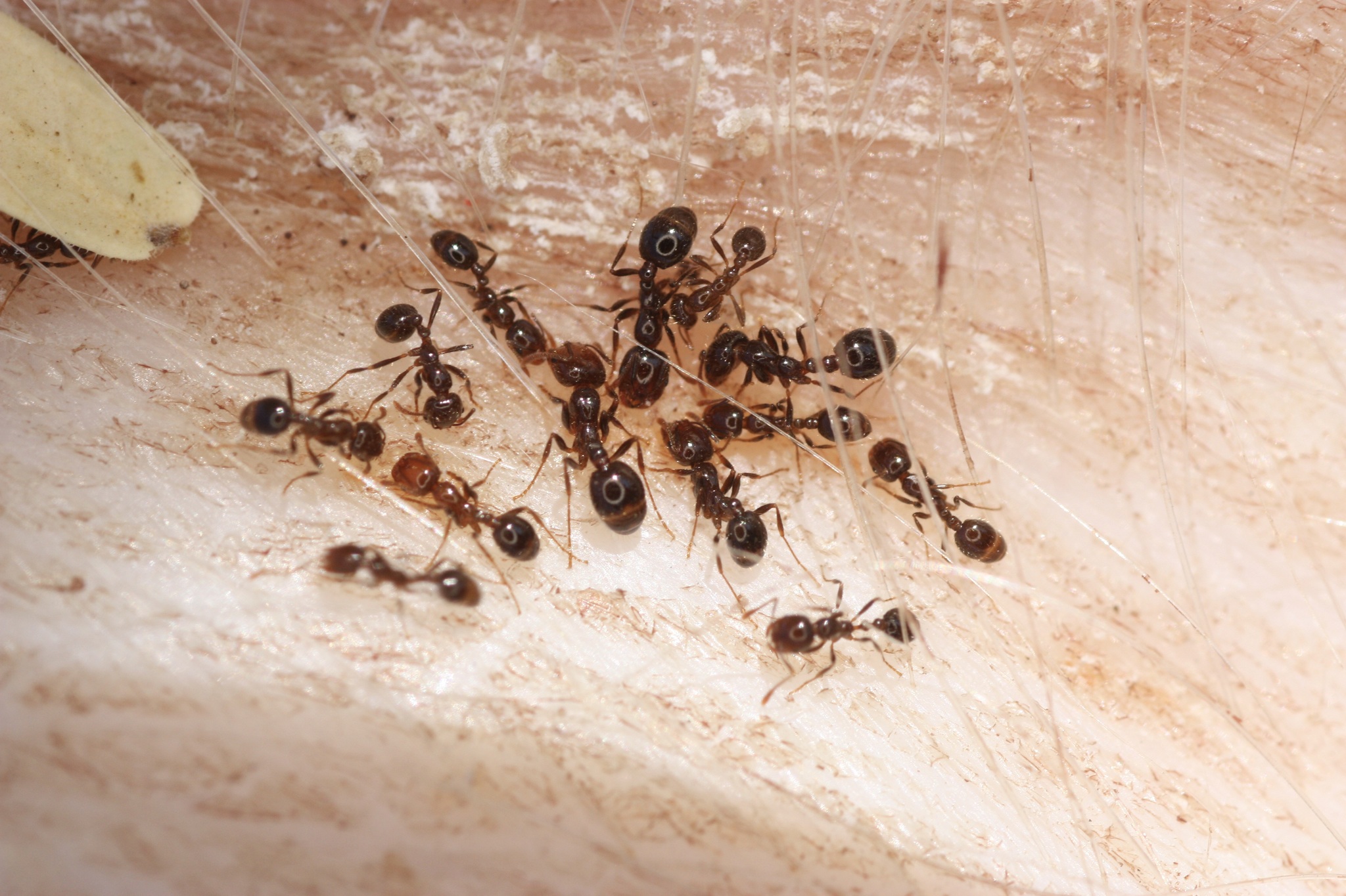 Solenopsis xyloni