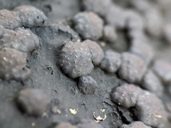 Jackrogersella cohaerens