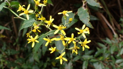 Senecio scandens incisus