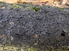 Jackrogersella cohaerens