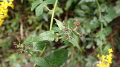 Senecio scandens incisus
