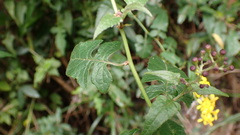 Senecio scandens incisus