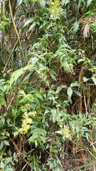 Senecio scandens incisus