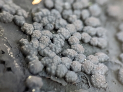 Jackrogersella cohaerens