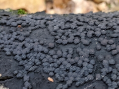 Jackrogersella cohaerens