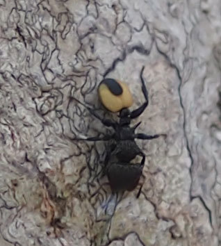 Cephalotes unimaculatus