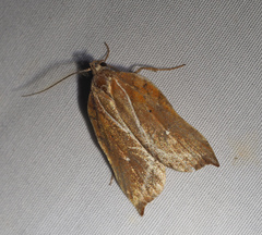 Arachnographa micrastrella