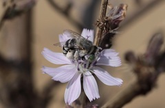Anthophora curta