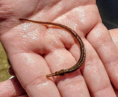 Syngnathus scovelli