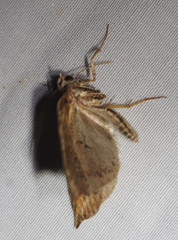 Arachnographa micrastrella