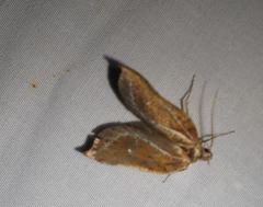 Arachnographa micrastrella