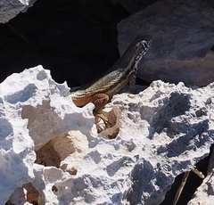 Leiocephalus barahonensis