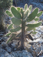 Consolea moniliformis