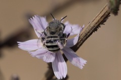 Anthophora curta