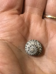 Agathistoma fasciatum