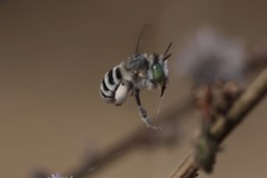 Anthophora curta