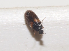 Reesa vespulae