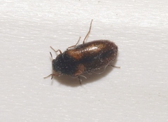 Reesa vespulae