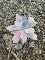 Gibbiflorae