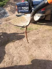 Lampropeltis annulata