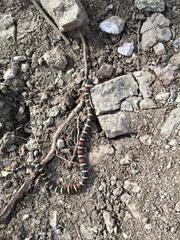 Lampropeltis annulata