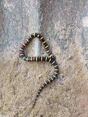 Lampropeltis annulata